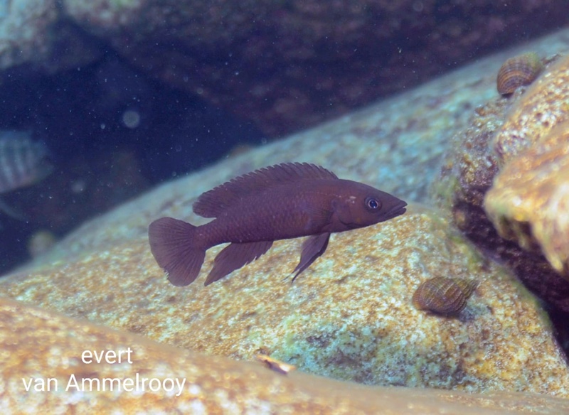 Neolamprologus longior 'Mahale Mountains NP'